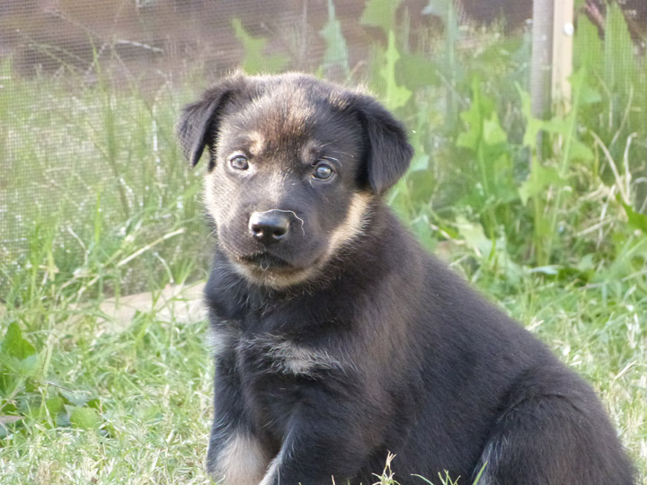 chinook dog